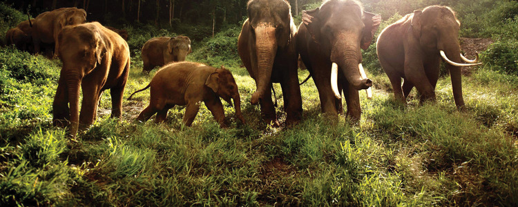 Alluring Vietnam & the Temples of Angkor with Bangkok & Chiang Mai