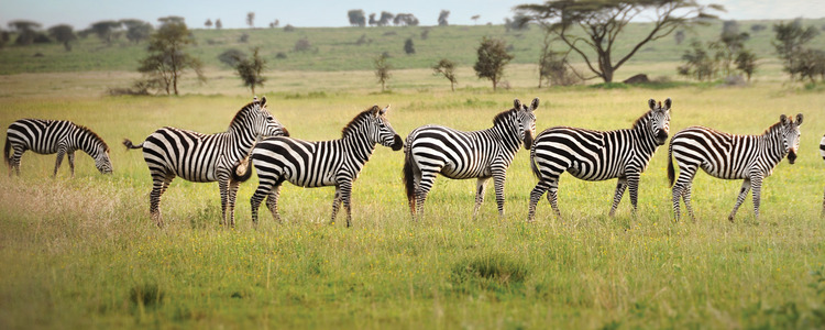 Tanzania Private Safari with Zanzibar