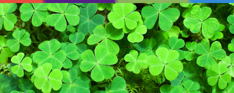 Green with Envy: Ireland By Design