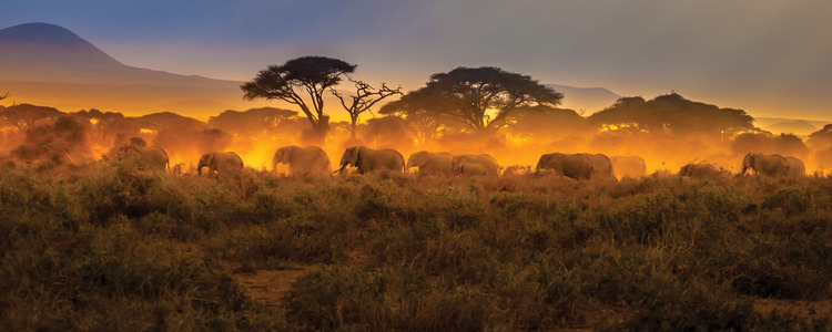 Kenya: A Classic Safari with Amboseli