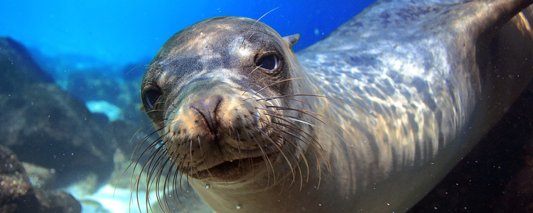 Ultimate South America With santiago stopover & galapagos cruise extension
