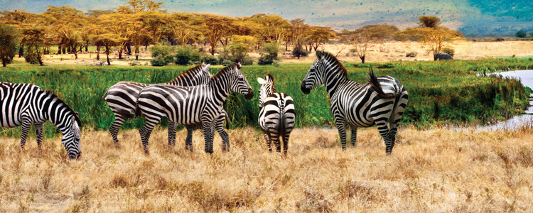 On Safari in Kenya & Tanzania with Nairobi