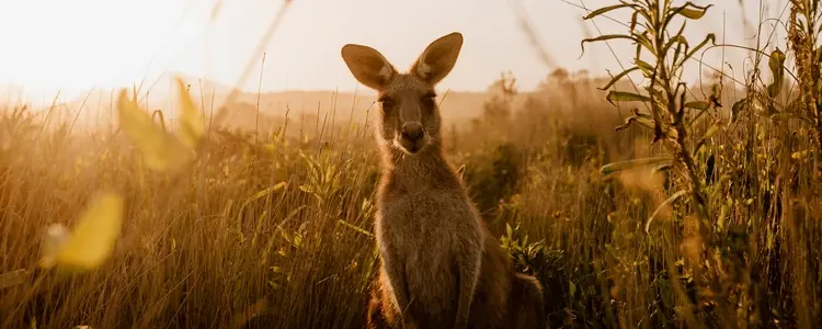 Southern Australia & Tasmania Unveiled with Uluru and the Outback