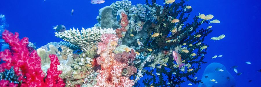 Coral Coast Attractions