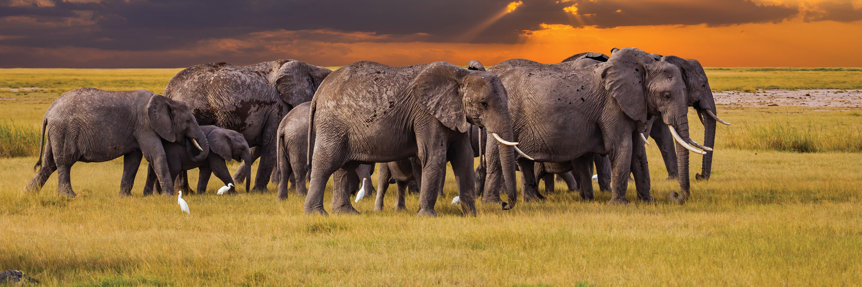 Tanzania Safari Tours – An Adventure for Every Generation!