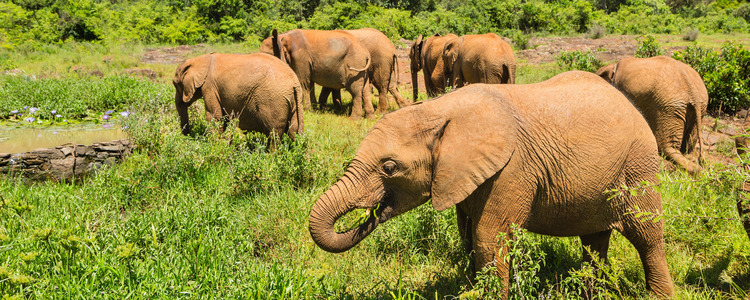 East Africa Private Safari with Nairobi & Zanzibar