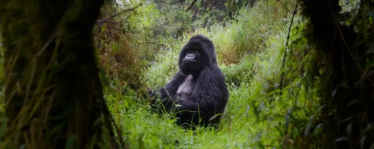 Kenya & Tanzania: The Safari Experience with Uganda Gorilla Trekking, Nairobi, & Zanzibar