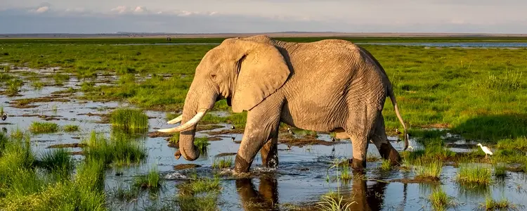 Kenya & Tanzania Safari Expedition
