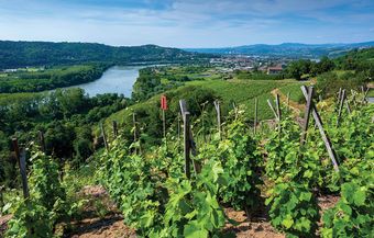 The Rhone Allure Image Gallery Vineyard