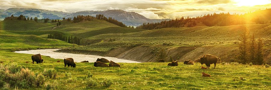 United States Hero Yellowstone