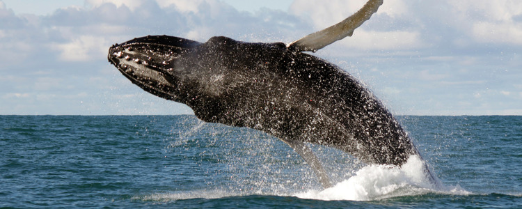 Gems of Iceland with Whale Watching