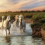 View The Rhone Allure Image Gallery Camargue