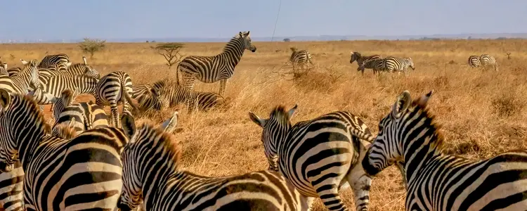 Kenya: A Classic Safari with Nairobi & Mombasa