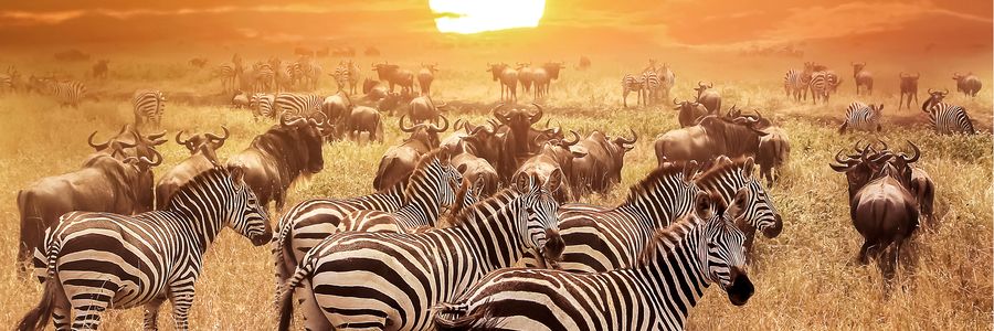 Safari to Africa - Cosmos® Africa Safari Tours