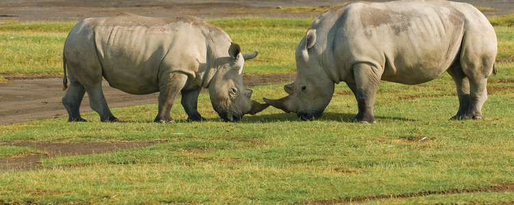 Kenya Private Safari