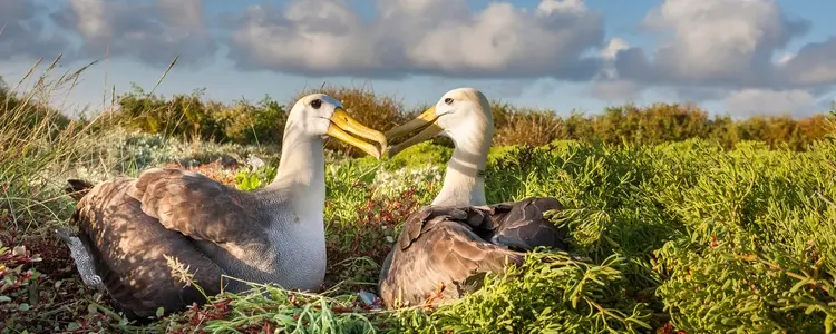 Ecuador: Natural Wonders & Ancient Cultures with Peru & the Galápagos Cruise