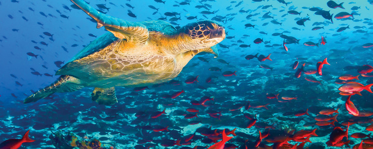 Legacy of the Incas with Peru's Amazon & Galápagos Cruise