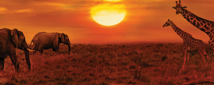 East Africa Private Safari with Nairobi