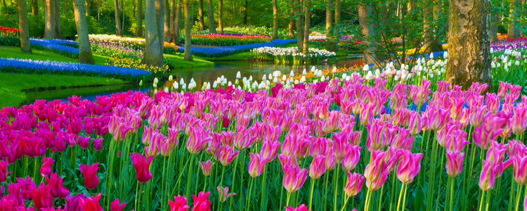 Tulip Time Cruise for Garden & Nature Lovers