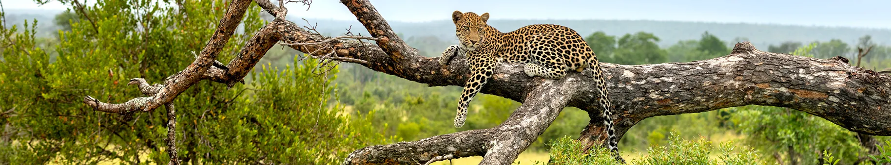africa2-listing.jpg