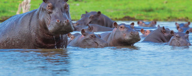 Best of South Africa, Zimbabwe & Botswana