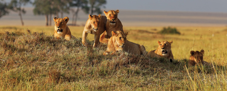Kenya Private Safari with Amboseli