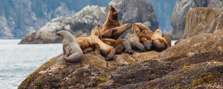 Nature's Best: Alaska with Alaska Cruise