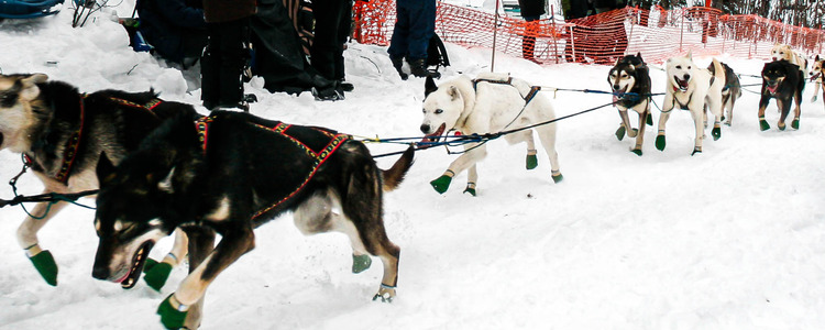 Alaska's Northern Lights with Iditarod