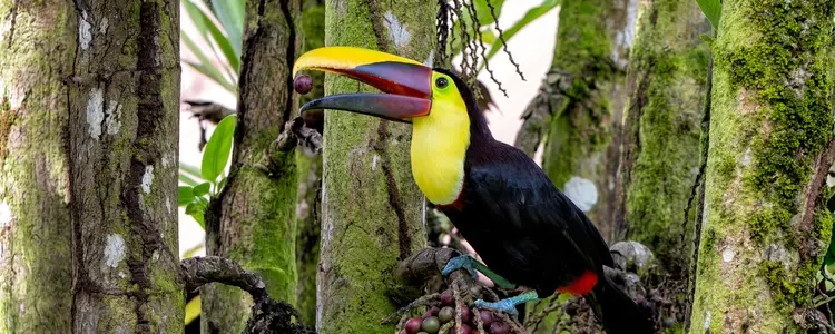 Costa Rica: Coast to Coast with Tortuguero