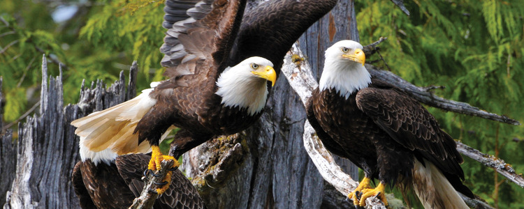 Great Canadian Rail Journey with Alaska Cruise