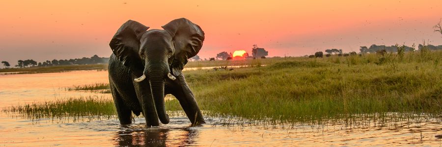 Africa Chobe Princess