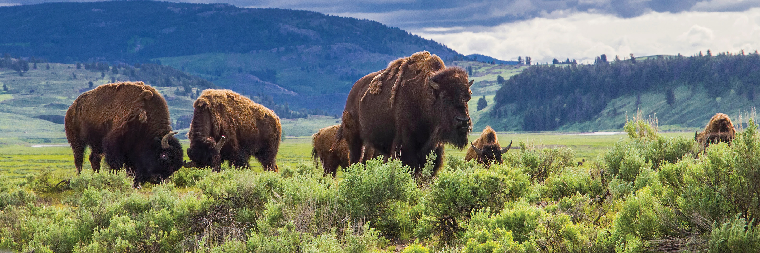 globus tours for national parks