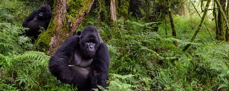 Kenya & Tanzania: The Safari Experience with Uganda Gorilla Trekking & Nairobi