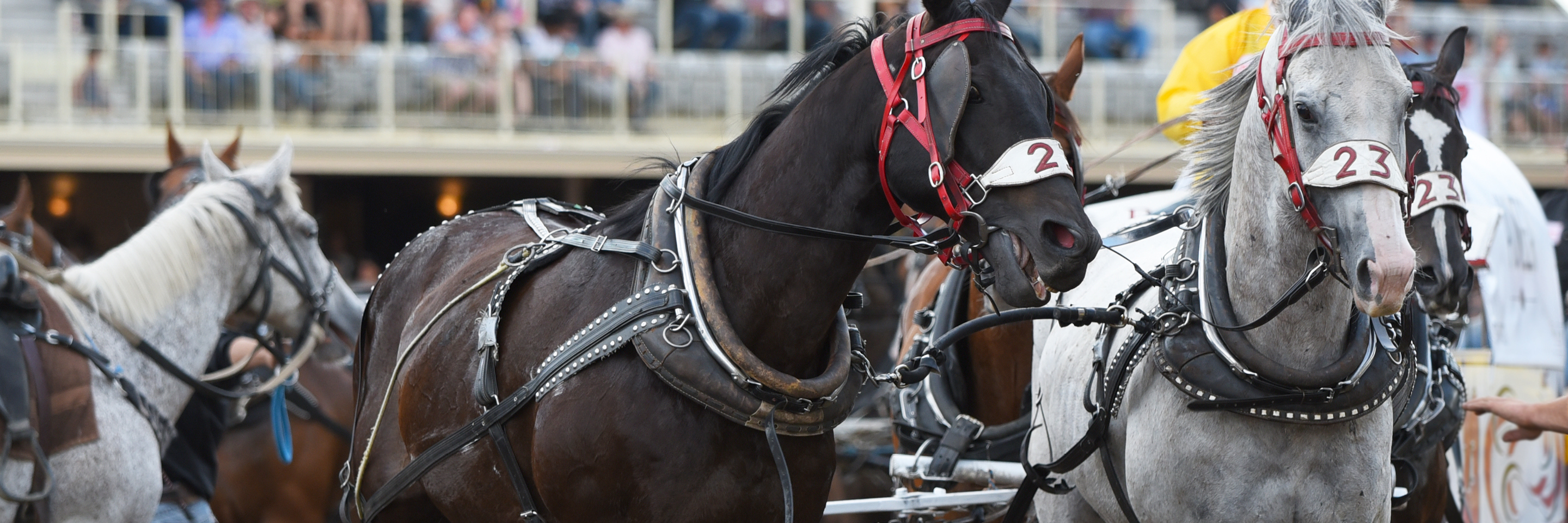 Western Canada by Rail with Calgary Stampede