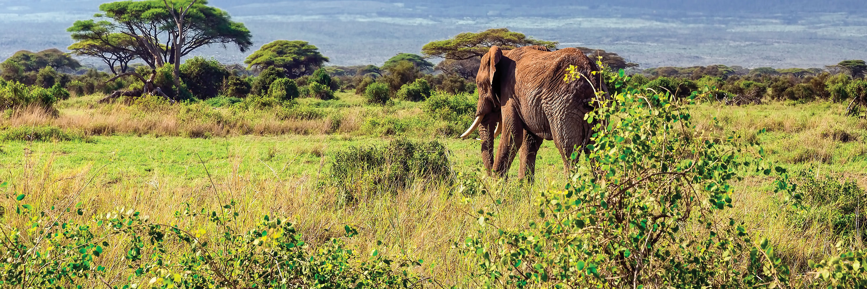 East Africa Private Safari - Globus® East Africa Safari