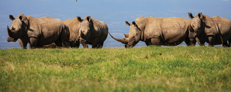 On Safari in Kenya