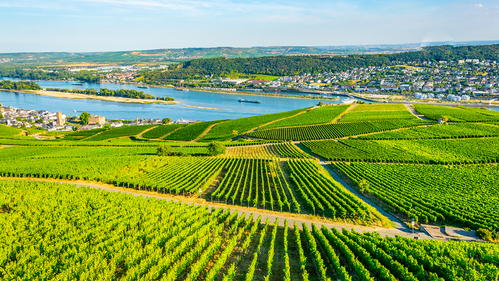 Drinks-German Wine.jpg