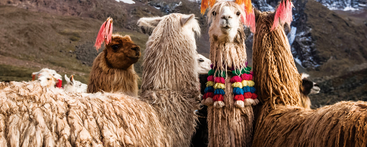 Discover the Galápagos &
  Peru