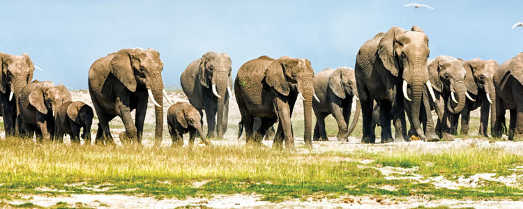 On Safari in Kenya & Tanzania