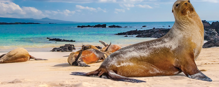 Spirit of South America with Galápagos Cruise