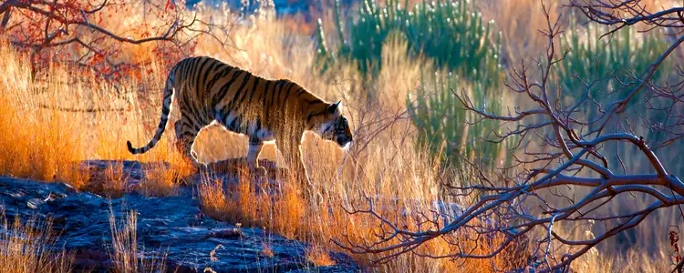 Timeless India: Tigers & Traditions