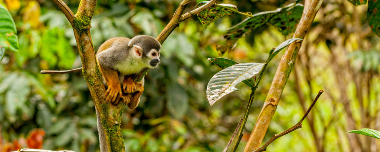 Discover the Galápagos &
  Peru with the Amazon