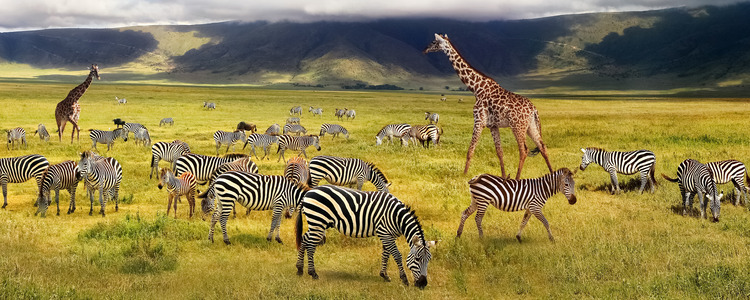 On Safari in Kenya & Tanzania with Zanzibar