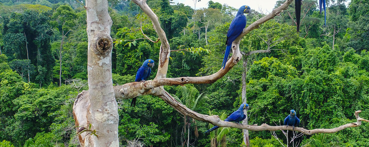 South American Discovery with Brazil's Amazon & Galápagos Cruise
