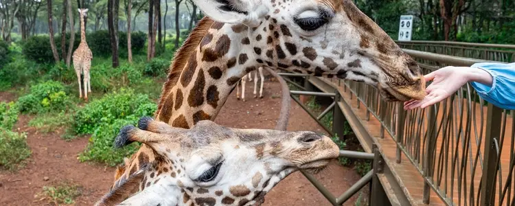 On Safari in Kenya with Nairobi & Mombasa