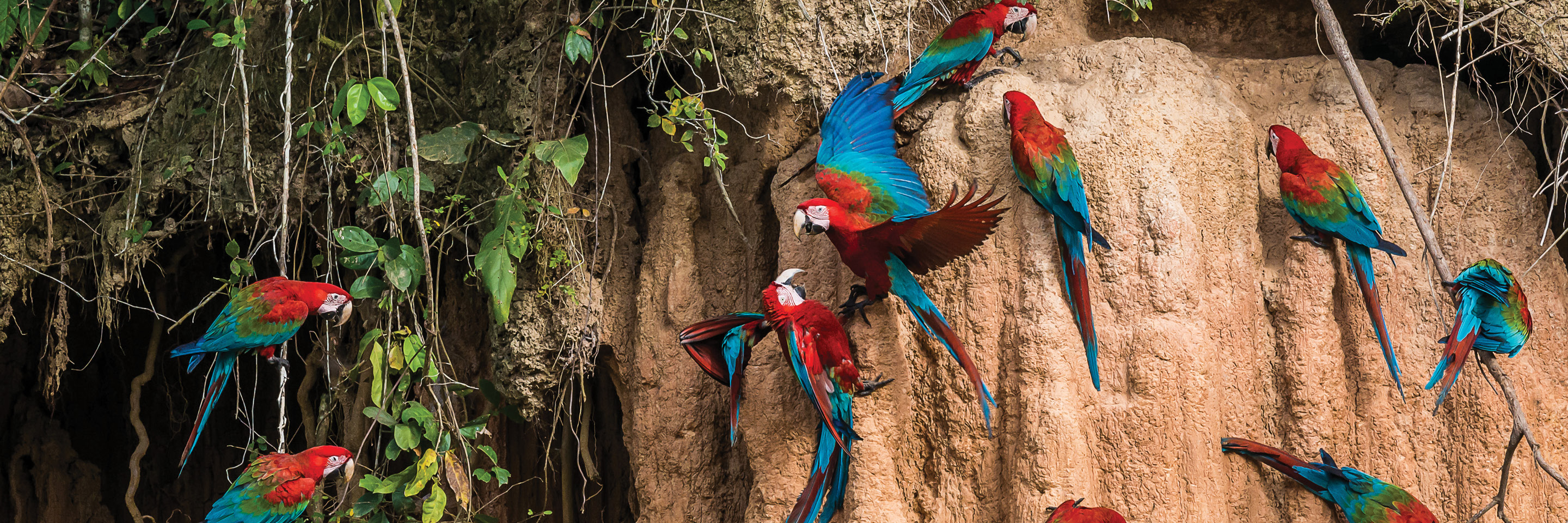 Amazon Tour Globus® Peru