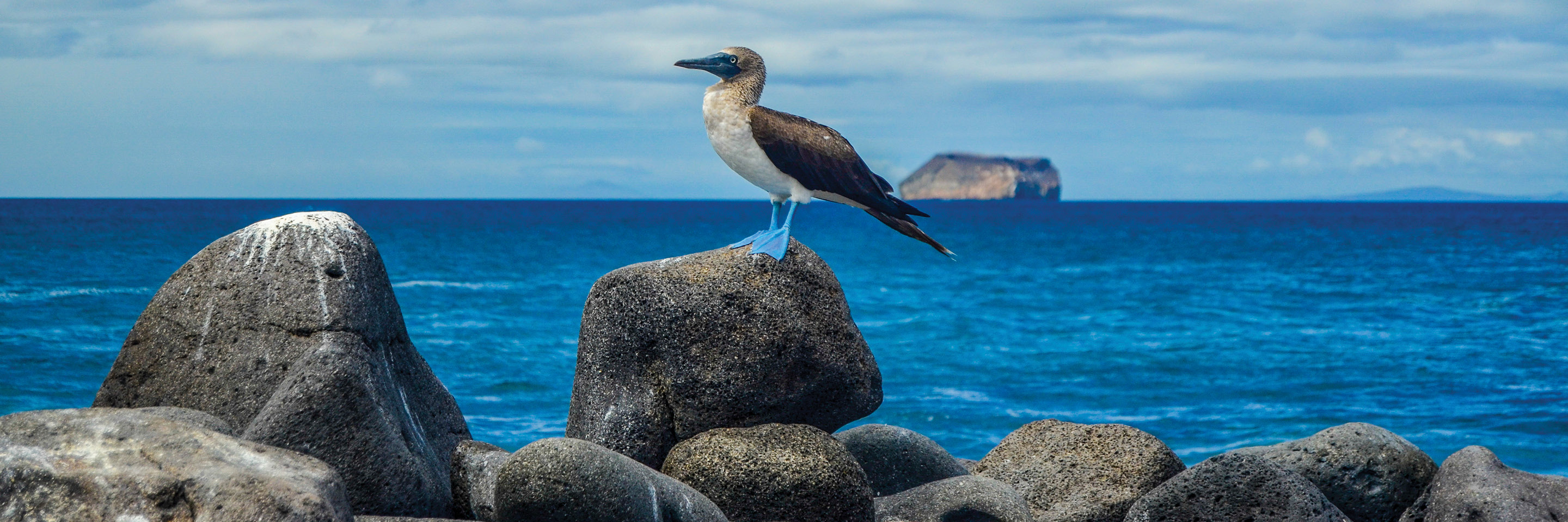 Galapagos Island Cruises - Cosmos® South America