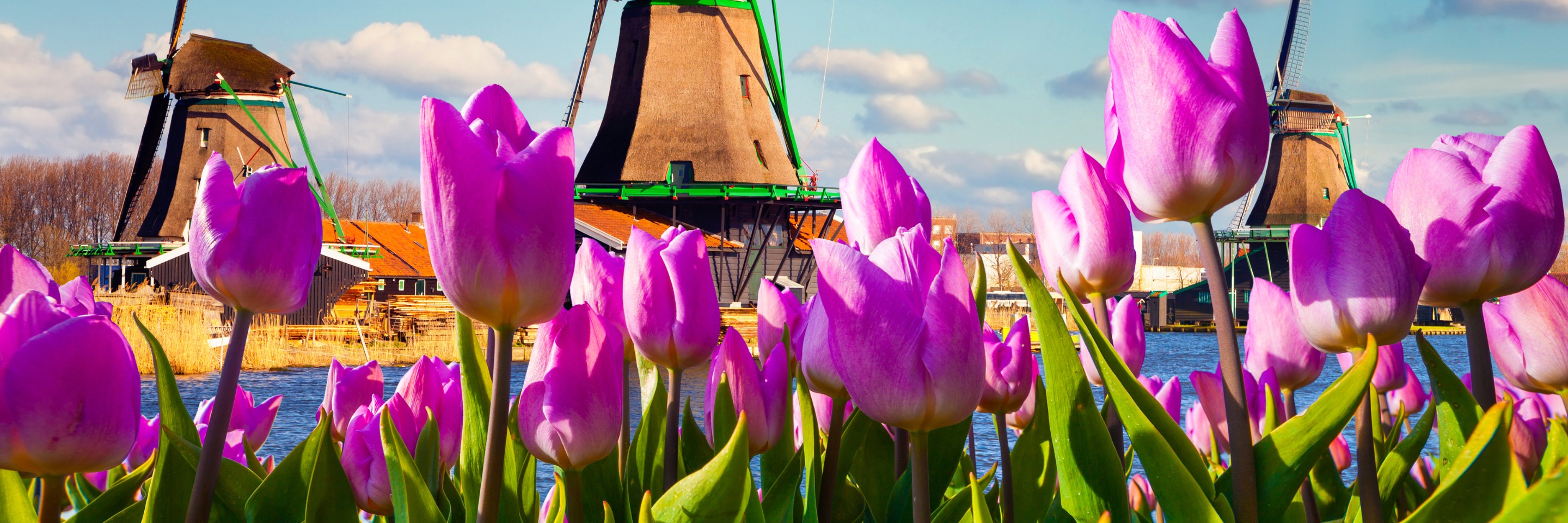 Tulip Time Cruise with 1 Night in Amsterdam for Beer Enthusiasts