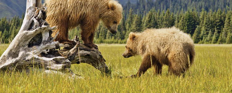 Nature's Best: Alaska