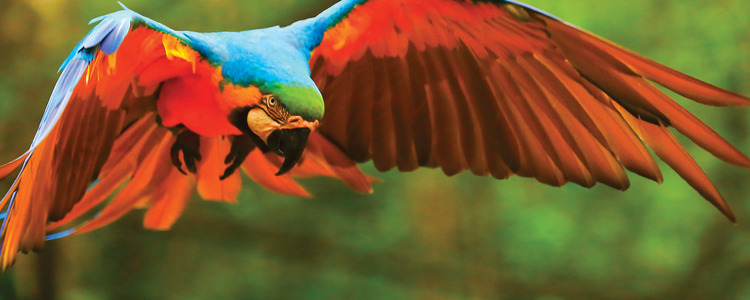 Independent Brazil & Argentina with Brazil's Amazon